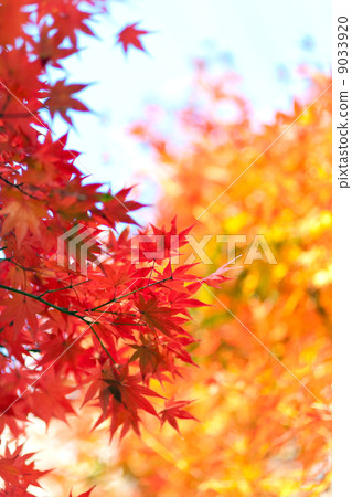 Kyoto, two colors colored autumn leaves Kyoto, two colors colored autumn leaves 9033920