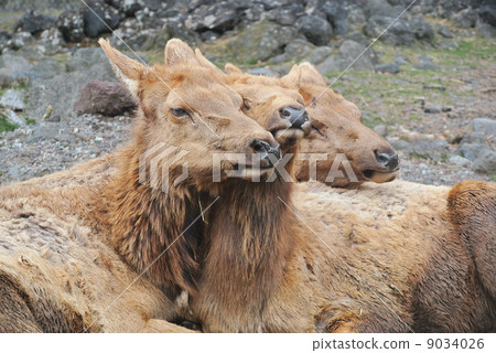 Three close-ups Wappichi 9034026