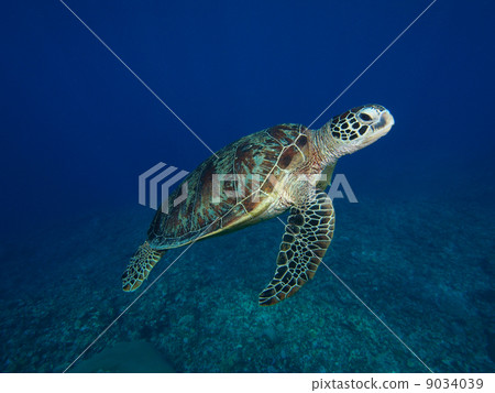 Sea turtle 9034039