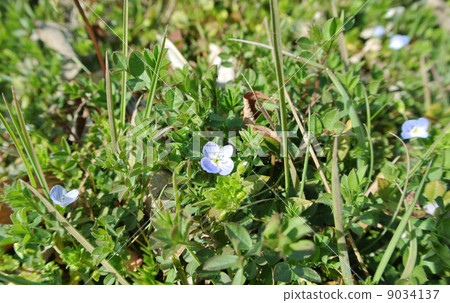 波斯Speedwell 波斯Speedwell 9034137