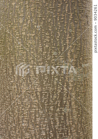 Temple of tree tree 9034261