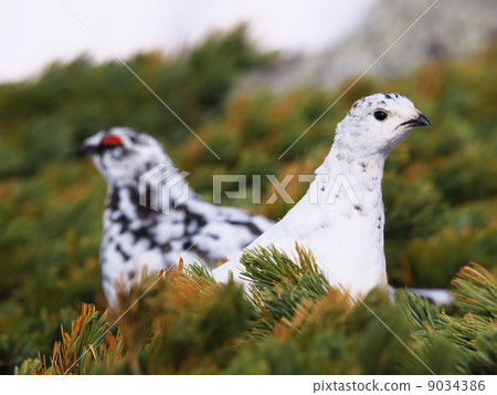 Male germany 9034386