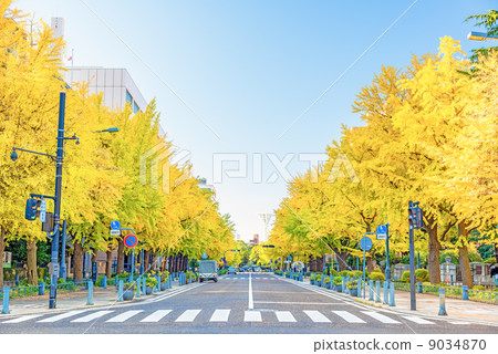 在神奈川縣政府（橫濱市中區）前面的銀杏樹叢生的樹木 9034870