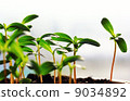 Sprouts in soil 9034892
