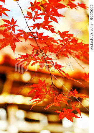楓樹 紅葉 紅楓 9035065