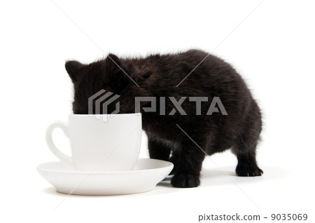 Little cute kitten Little cute kitten 9035069