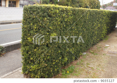 Rakanmaki's hedge 9035127