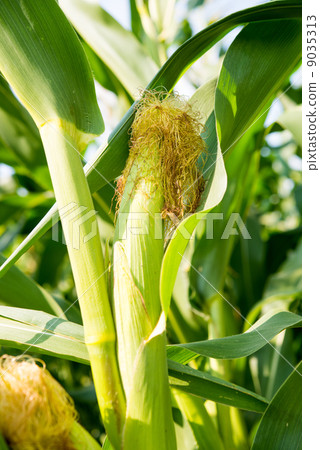 Ears of Corn on the Stalk Ears of Corn on the Stalk 9035313