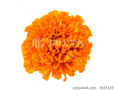 marigold flowers isolated marigold flowers isolated 9035328