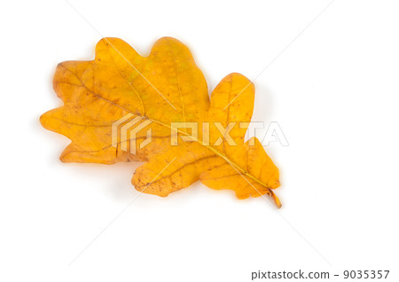 yellow leaves yellow leaves 9035357
