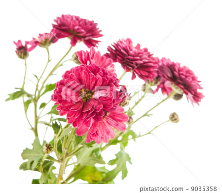Beautiful chrysanthemum flower Beautiful chrysanthemum flower 9035358
