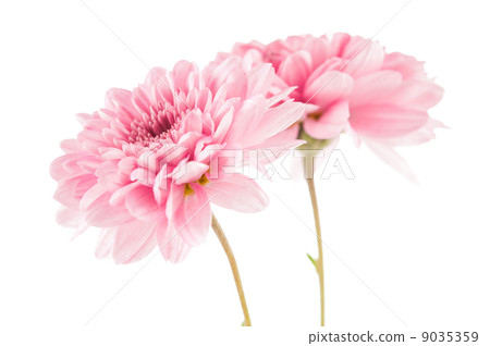 Beautiful chrysanthemum flower Beautiful chrysanthemum flower 9035359