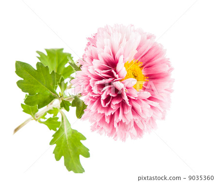 Beautiful chrysanthemum flower Beautiful chrysanthemum flower 9035360