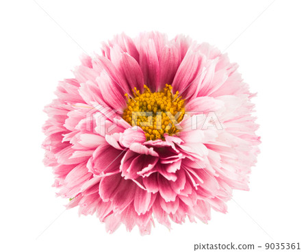 Beautiful chrysanthemum flower Beautiful chrysanthemum flower 9035361