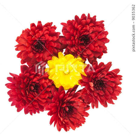 autumn chrysanthemum autumn chrysanthemum 9035362