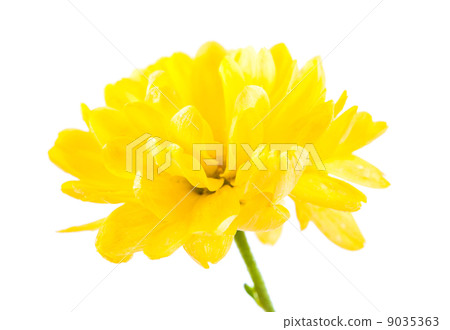 Yellow chrysanthemum Yellow chrysanthemum 9035363