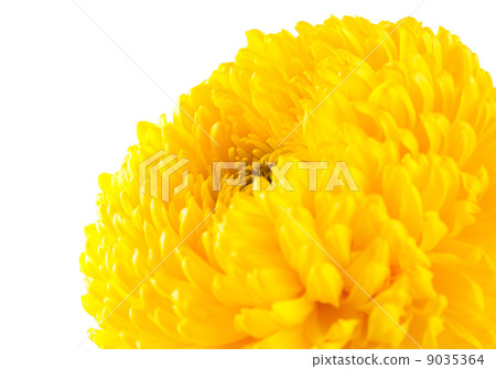 Yellow chrysanthemum Yellow chrysanthemum 9035364