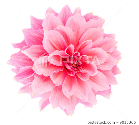 pink dahlia pink dahlia 9035366