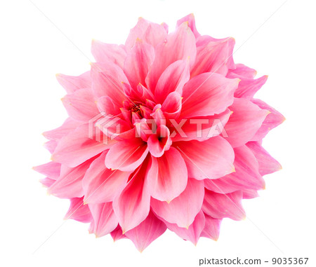 pink dahlia pink dahlia 9035367