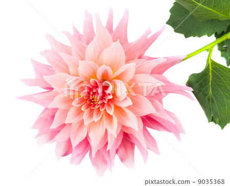 pink dahlia pink dahlia 9035368