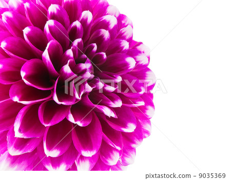 dahlia dahlia 9035369
