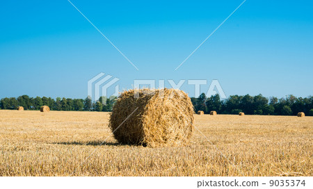Hay bales Hay bales 9035374