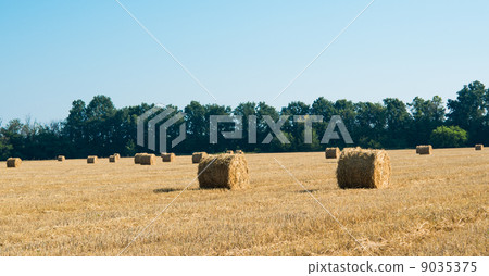 Hay bales Hay bales 9035375