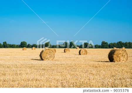 Hay bales Hay bales 9035376