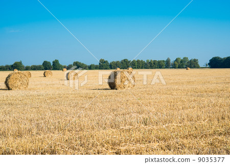 Hay bales Hay bales 9035377