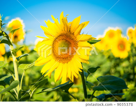 sunflowers sunflowers 9035378