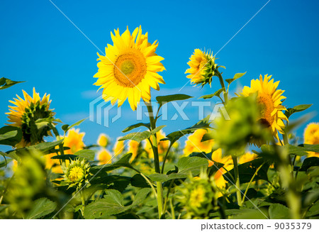 sunflowers sunflowers 9035379