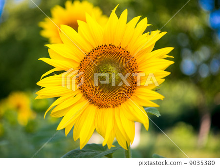 sunflowers sunflowers 9035380