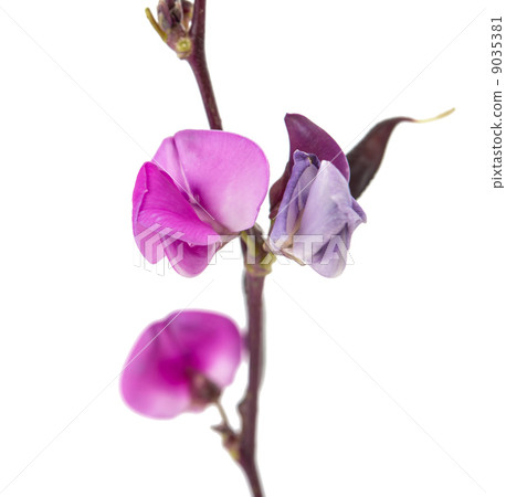 bean flower bean flower 9035381