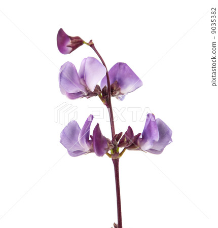 bean flower 9035382