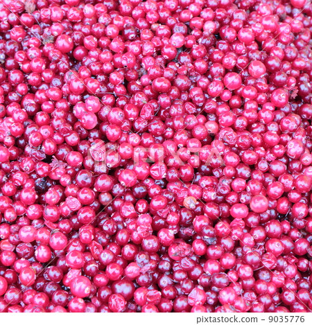 Lingonberries. Lingonberries. 9035776