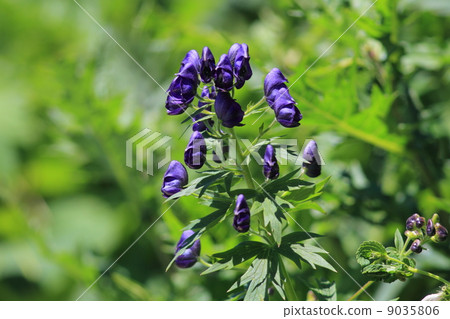 Miyama Torikabuto Miyama Torikabuto 9035806