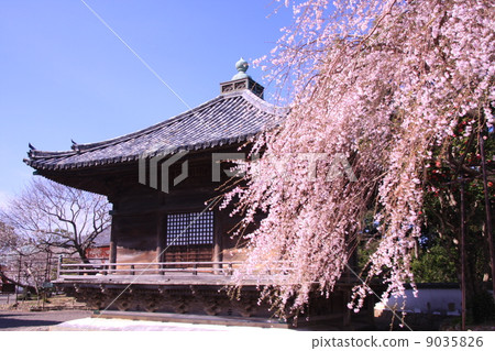 Dōjō-ji（Wakayama）櫻花盛開在Mt. 9035826