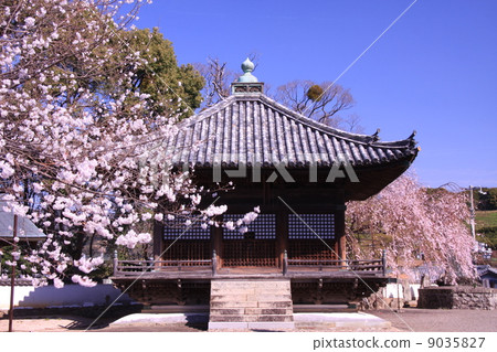 Dōjō-ji(Wakayama)櫻花盛開在Mt. Dōjō-ji(Wakayama)櫻花盛開在Mt. 9035827