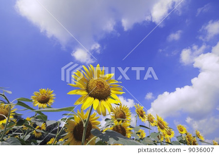 夏天的向日葵 9036007
