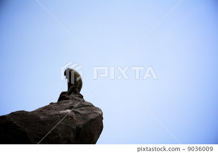 超然 超然 9036009