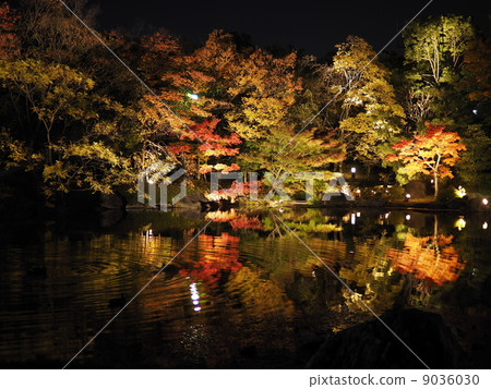 天鵝花園秋葉點亮 9036030