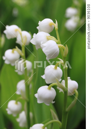 Lily of the valley 9036108