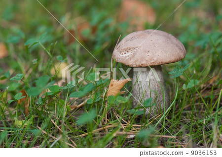 Leccinum (horizontal) 9036153