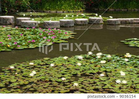 Soryu Pond和Wolso橋 Soryu Pond和Wolso橋 9036154