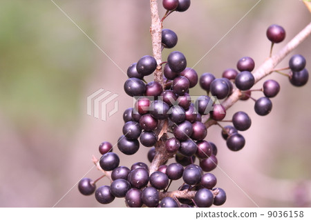 西博爾德的樹堅果 9036158