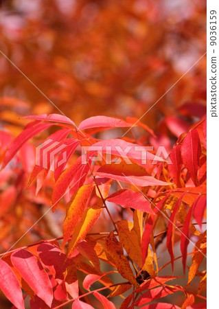 菊花秋葉 菊花秋葉 9036159