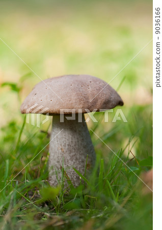 Leccinum (vertical) Leccinum (vertical) 9036166
