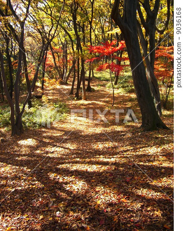 Ozawa castle rug 6 Carpet of fallen leaves Ozawa castle rug 6 Carpet of fallen leaves 9036168