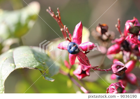 Rabbit fruit 9036190