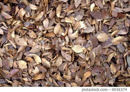 Fallen leaves  9036374